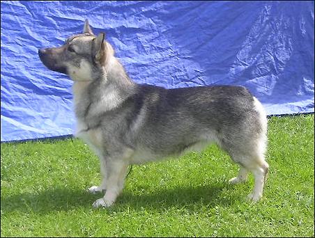 &copy Bodatorp kennel