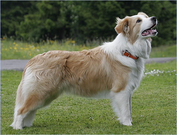 © Forever Free Border Collies